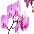 Орхидеи на белом фоне
