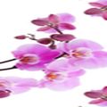 Орхидеи на белом фоне 2